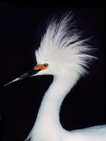 Snowy Egret in Breeding Plumage, Ding Darling National Wildlife Refuge, Sanibel Island, Florida,