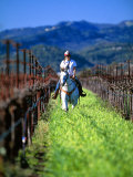 Buy Equestrian Riding in a Vineyard, Napa Valley Wine Country, California, USA at AllPosters.com