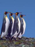 King Penguins in a Mating Ritual March, South Georgia Island