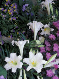 Hydrangea, Violas, Easter Lily
