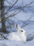 Buy Snowshoe Hare, Arctic National Wildlife Refuge, Alaska, USA at AllPosters.com