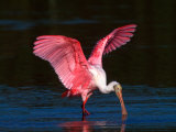 Roseate Spoonbill, Ding Darling National Wildlife Refuge, Sanibel Island, Florida, USA
