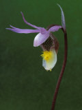 Buy Calypso Orchid, Wilderness State Park, Michigan, USA at AllPosters.com