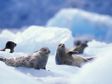 South Sawyer Glacier Harbor Seals on Icebergs, Tracy Arm, Inside Passage, Alaska, USA