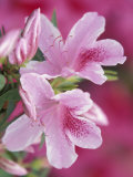Azalea Blossom, Charleston, South Carolina, USA