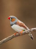 Zebra Finch