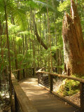 Boardwalk by Wanggoolba Creek, Fraser Island, Queensland, Australia