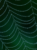 Dewdrop on Spider Web, Louisville, Kentucky, USA