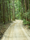 Buy Sandy Road, Fraser Island, Queensland, Australia at AllPosters.com