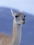 Guanaco in Torres del Paine National Park, Coquimbo, Chile
