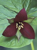 Purple Trillium, Port Huron, Michigan, USA