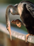 Anhinga Scratching, Everglades National Park, Florida, USA