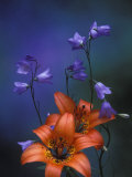 Wood Lily and Harebells, St. Ignace, Michigan, USA