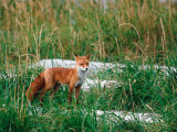 Buy Red Fox, Alaska Peninsula, Alaska, USA at AllPosters.com