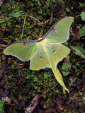 Male Luna Moth