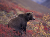 Female Grizzly Bear in Alpine Tundra, Denali National Park, Alaska, USA Photographic Print