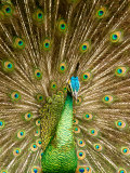 Peacock Displaying Feathers