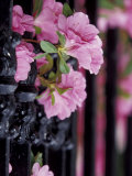 Charleston, South Carolina, USA