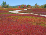 Buy Blueberry Barrens, Maine, USA at AllPosters.com