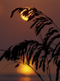 Sea Oats at Sunrise, Tybee Island, Georgia, USA