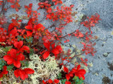 Bear Berry and Blue Berry in Autumn, Denali National Park, Alaska, USA