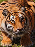 Bengal Tiger
