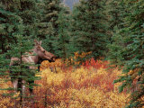 Buy Female Moose in Denali National Park, Alaska, USA at AllPosters.com