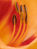 Hybrid Daylily