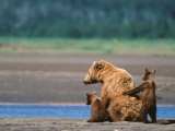 Buy Brown Bear Sow with Cubs, Alaska Peninsula, Katmai National Park, Alaska, USA at AllPosters.com