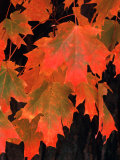 Sugar Maple Leaves in Fall, Vermont, USA