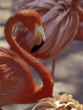 Buy Pink Flamingo in Ardastra Gardens and Zoo, Bahamas, Caribbean at AllPosters.com