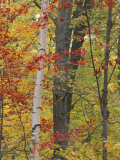 Fall in a Mixed Deciduous Forest in Litchfield Hills, Kent, Connecticut, USA