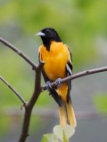Male Baltimore Oriole