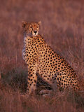 Cheetah, Masai Mara, Kenya