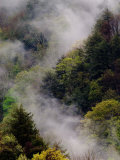 Buy Mist Rising After Spring Rain in the Great Smoky Mountains National Park, Tennessee, USA at AllPosters.com