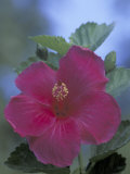 Hibiscus, Maui, Hawaii, USA