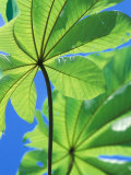 Buy Backlit Leaves, Barro Colorado Island, Panama at AllPosters.com