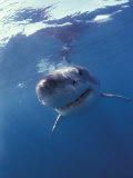 Underwater View of a Great White Shark, South Africa