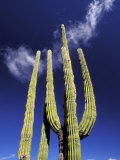 Buy Saguaro Cactus, Catavina Desert National Reserve, Baja del Norte, Mexico at AllPosters.com