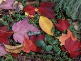 Greeley Ponds Trail, Northern Hardwood Forest, New Hampshire, USA