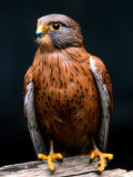 Buy Rock Kestrel Portrait, Cape Town, South Africa at AllPosters.com