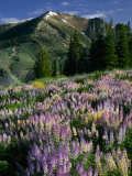Lupine and Subalpine Firs, Humboldt National Forest, Jarbridge Wilderness and Mountains, Nevada,