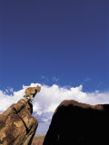 Mountain Lion Leaping, Southwest US