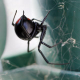 A Female Black Widow Spider