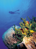 Scuba Diver Near Coral Wall, Bahamas