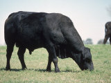 Buy Bragus Bull at AllPosters.com