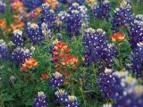 Buy Paintbrush and Bluebonnets, Texas, USA at AllPosters.com