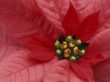 Red Poinsettia, Washington, USA