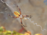 Garden Spider in Web, Argiope Aurantia