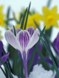 Crocus in Snow, Sammamish, Washington, USA